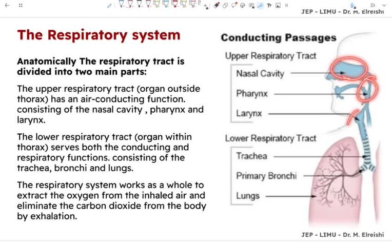 introduction to respiratory system