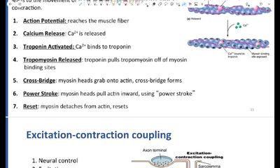muscle physiology part 2