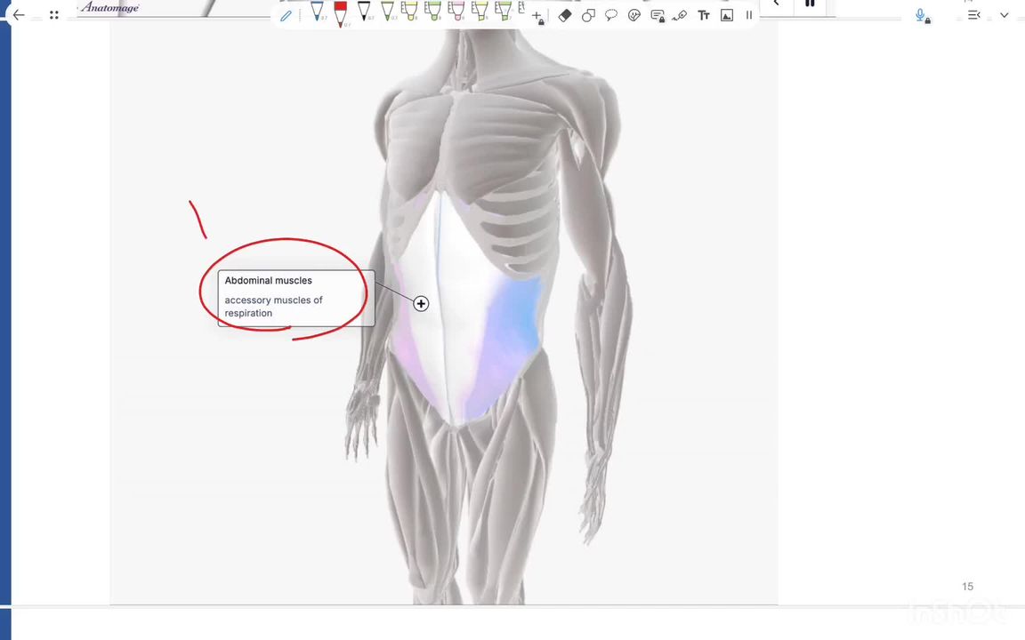 Pulmonary ventilation - part 2